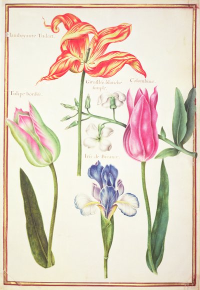 Bloemstudies: Tulpen en Blauwe Iris door Nicolas Robert